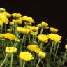 Хризантема желтая 35/15 фото 4 &mdash; Luxury Plants