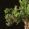 Бонсай Самшит в белой плошке 55 см фото 2 &mdash; Luxury Plants