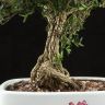Бонсай Самшит в белой плошке 55 см фото 3 &mdash; Luxury Plants
