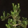 Бонсай Самшит в белой плошке 55 см фото 4 &mdash; Luxury Plants