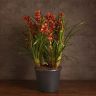 Орхидея Цимбидиум коричневая D30 фото 2 &mdash; Luxury Plants