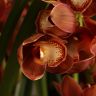 Орхидея Цимбидиум коричневая D30 фото 5 &mdash; Luxury Plants