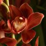 Орхидея Цимбидиум коричневая D30 фото 1 &mdash; Luxury Plants