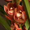 Орхидея Цимбидиум коричневая D30 фото 4 &mdash; Luxury Plants
