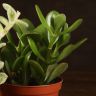 Суккуленты микс д10 фото 5 &mdash; Luxury Plants