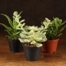 Суккуленты микс д10 фото 1 &mdash; Luxury Plants