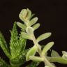 Суккуленты микс д10 фото 4 &mdash; Luxury Plants