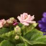 Фиалка микс д9 фото 4 &mdash; Luxury Plants