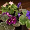 Фиалка микс д9 фото 5 &mdash; Luxury Plants