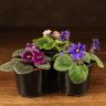 Фиалка микс д9 фото 1 &mdash; Luxury Plants