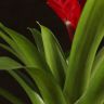 Вриезия бордовая 45/12 фото 3 &mdash; Luxury Plants