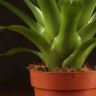 Вриезия бордовая 45/12 фото 5 &mdash; Luxury Plants