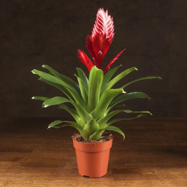 Вриезия бордовая 45/12 фото 1 &mdash; Luxury Plants