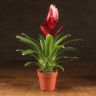 Вриезия бордовая 45/12 фото 1 &mdash; Luxury Plants