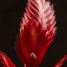 Вриезия бордовая 45/12 фото 4 &mdash; Luxury Plants