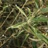 Олива Европейская 220/40 фото 2 &mdash; Luxury Plants