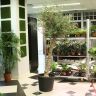Олива Европейская 220/40 фото 1 &mdash; Luxury Plants