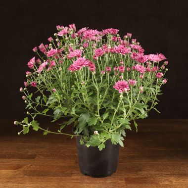 Хризантема фиолетовая 40/15 &mdash; Luxury Plants