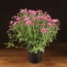 Хризантема фиолетовая 40/15 фото 1 &mdash; Luxury Plants