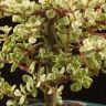 Бонсай Портулакария в изумрудной плошке 30см фото 2 &mdash; Luxury Plants