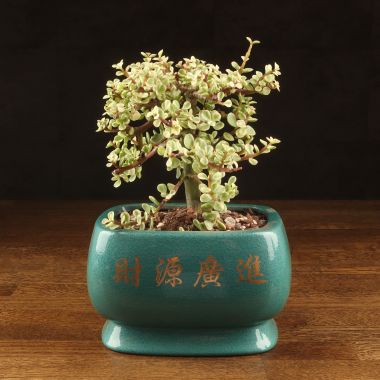 Бонсай Портулакария в изумрудной плошке 30см &mdash; Luxury Plants