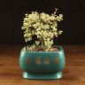 Бонсай Портулакария в изумрудной плошке 30см фото 1 &mdash; Luxury Plants