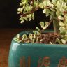 Бонсай Портулакария в изумрудной плошке 30см фото 3 &mdash; Luxury Plants