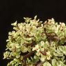 Бонсай Портулакария в изумрудной плошке 30см фото 4 &mdash; Luxury Plants