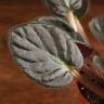 Фиалка Ситилайн 15/12 фото 5 &mdash; Luxury Plants