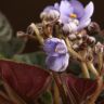 Фиалка Ситилайн 15/12 фото 2 &mdash; Luxury Plants