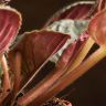 Фиалка Ситилайн 15/12 фото 4 &mdash; Luxury Plants