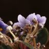 Фиалка Ситилайн 15/12 фото 3 &mdash; Luxury Plants