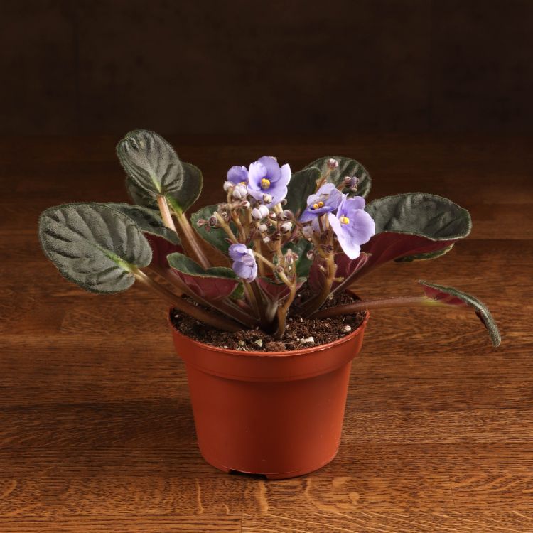 Фиалка Ситилайн 15/12 фото 1 &mdash; Luxury Plants