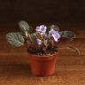Фиалка Ситилайн 15/12 фото 1 &mdash; Luxury Plants