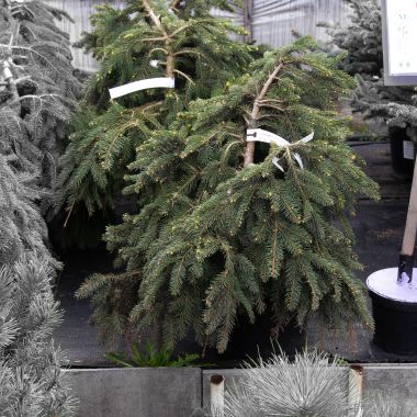 Ель Глаука Глобоза d60 &mdash; Luxury Plants