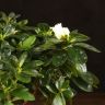 Азалия индика белая 35/14 фото 3 &mdash; Luxury Plants