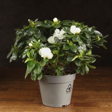 Азалия индика белая 35/14 &mdash; Luxury Plants
