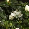 Азалия индика белая 35/14 фото 4 &mdash; Luxury Plants