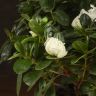 Азалия индика белая 35/14 фото 5 &mdash; Luxury Plants