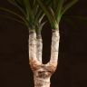 Драцена Маргината Маджента 40/12 фото 3 &mdash; Luxury Plants