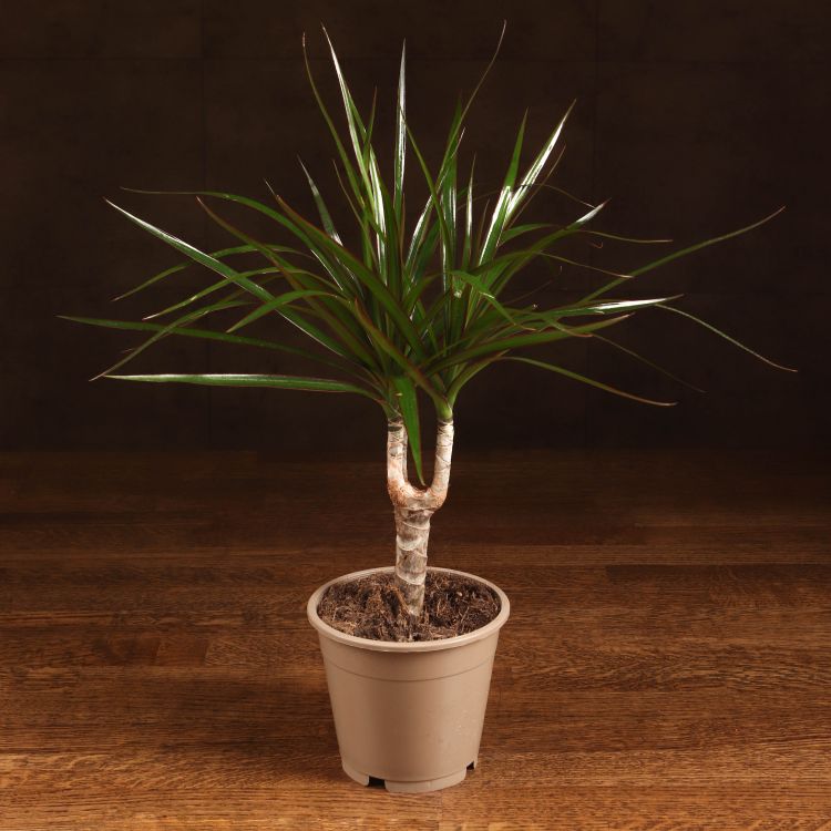 Драцена Маргината Маджента 40/12 фото 1 &mdash; Luxury Plants