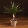 Драцена Маргината Маджента 40/12 фото 1 &mdash; Luxury Plants