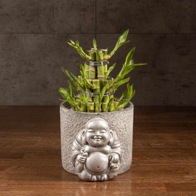Бамбук Лаки Будда в серой керамике фото 1 &mdash; Luxury Plants