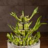 Бамбук Лаки Будда в серой керамике фото 2 &mdash; Luxury Plants