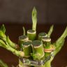 Бамбук Лаки Будда в серой керамике фото 4 &mdash; Luxury Plants
