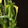 Калла желтая D14 фото 4 &mdash; Luxury Plants