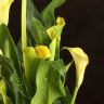 Калла желтая D14 фото 3 &mdash; Luxury Plants