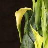 Калла желтая D14 фото 2 &mdash; Luxury Plants