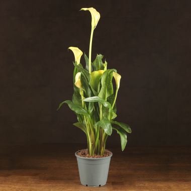 Калла желтая D14 &mdash; Luxury Plants