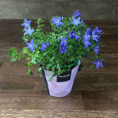 Кампанула синяя д12 отцветшая (уценка) &mdash; Luxury Plants